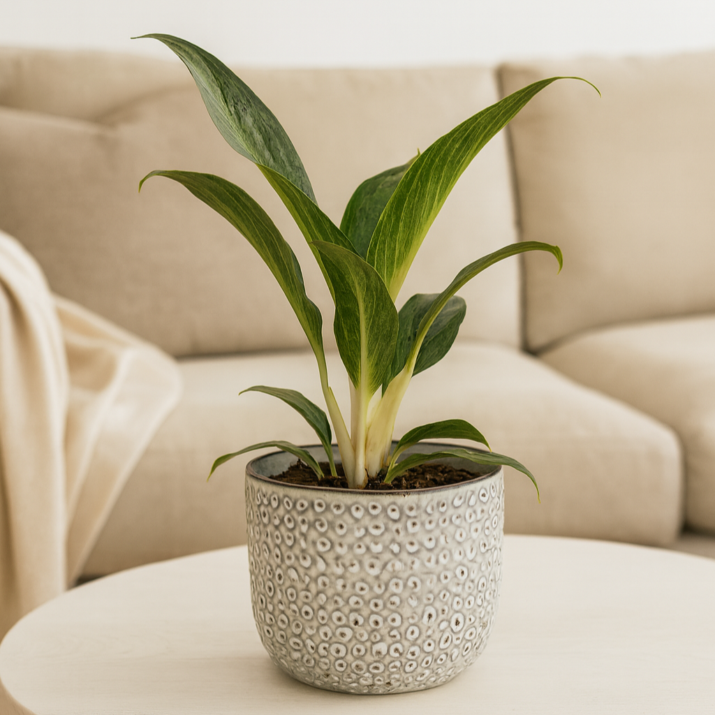 Patterned Ceramic Planter, 14cm
